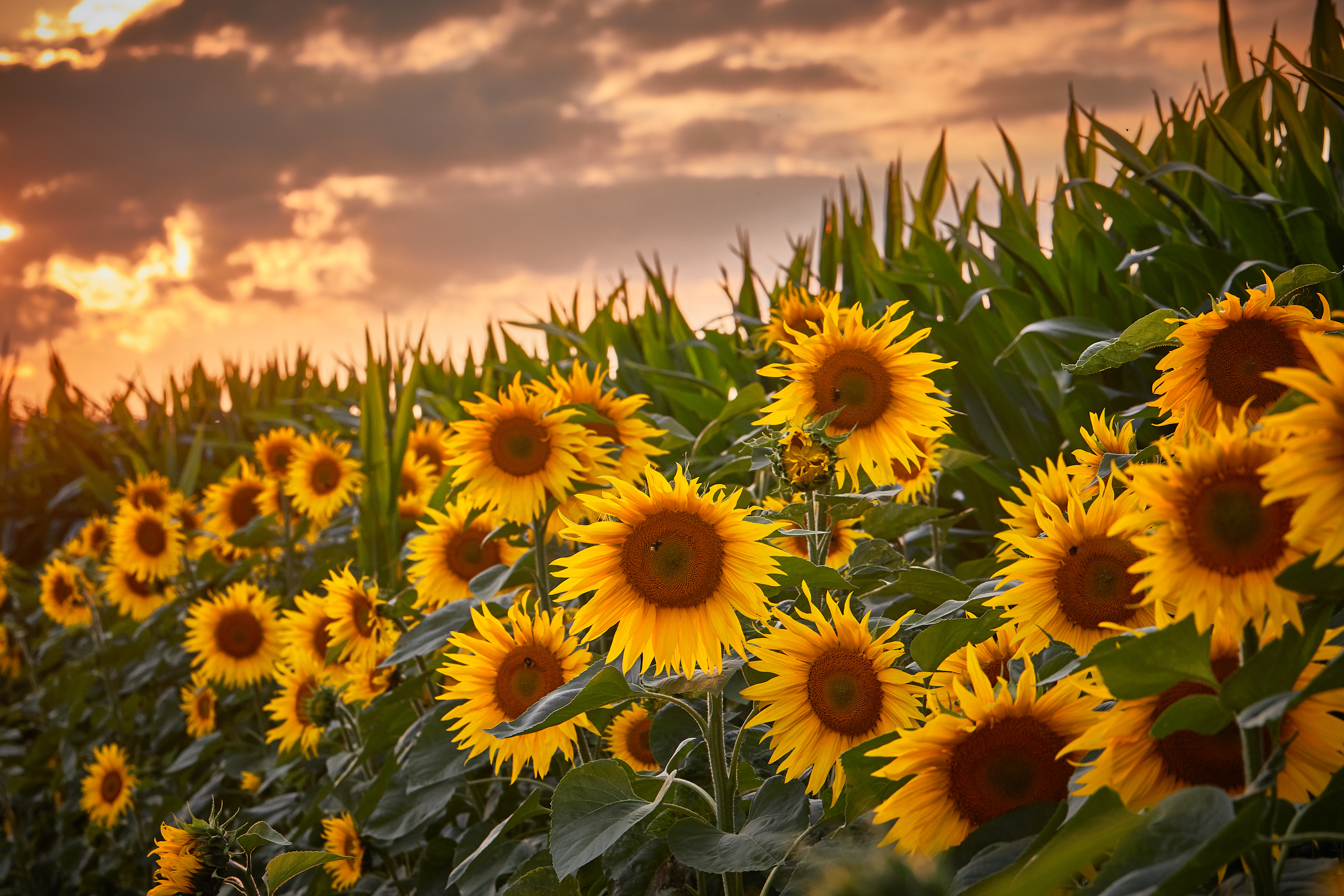 20180707 Sonnenblumen 056